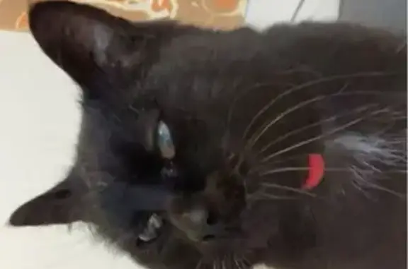 Chat perdu, , photo: Chat noir avec collier rouge disparu
