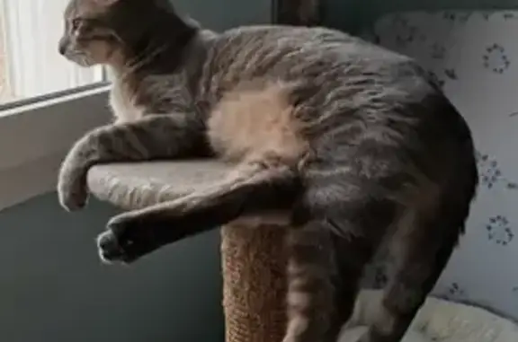 Chat perdu, Marcilly-en-Villette, photo: Chat gris mâle disparu à Marcilly-en-Villette