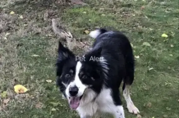 Border Collie mâle perdu à Lapeyrouse-Mornay - photo