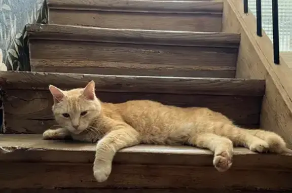 Chat roux disparu à Charentenay, aide recherchée - photo
