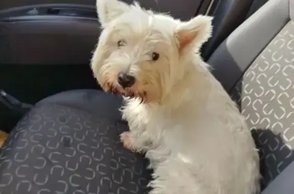 Chien trouvé : Scottish femelle tatouée, Gond-Pontouvre - photo