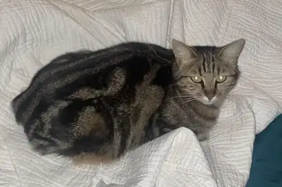 Chat perdu, , photo: Chat perdu : femelle tigrée 4 ans, Clos Dauphiné