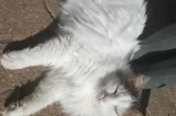 Animaux perdus , photo: Chat perdu, mâle stérilisé, blanc et marron, 14 ans