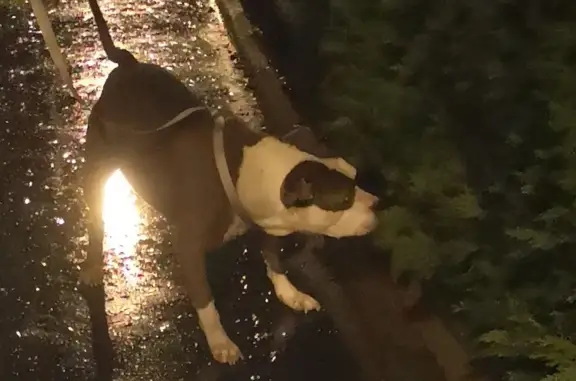 Chien errant trouvé près de Rue Colette - photo