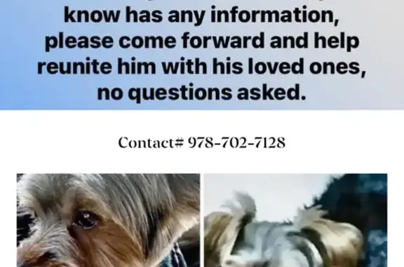 Missing Yorky: Black & Brendal, Brookfield St.