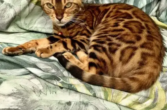 Chat perdu, Argenteuil, photo: Chat Bengal Marron Perdu à Argenteuil