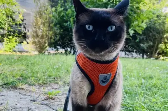 Chat perdu, Challans, photo: Chat siamois 4 ans disparu à Challans