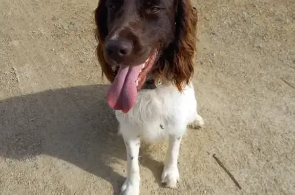 Chien trouvé Trévou-Tréguignec, photo: Chien trouvé à Aire de camping Rue de Trestel