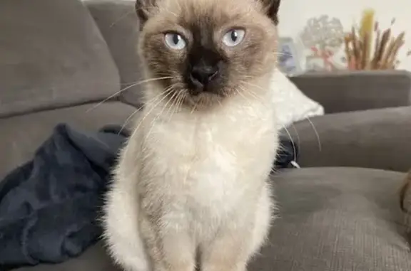 Chaton trouvé à Tarbes, Rue J.J. Rousseau - photo