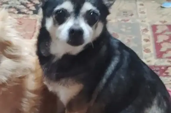 Lost Chihuahua: Friendly, Black & Tan, Clearwater