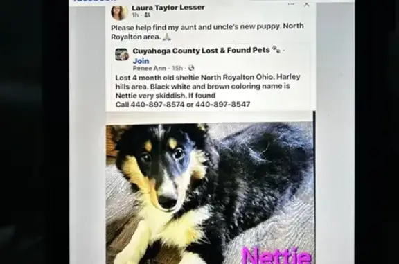 Missing Sheltie: 4-Month Female, West Wallings