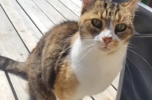 Chat trouvé à Fresnay-sur-Sarthe - photo