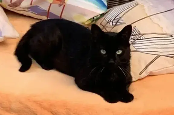 Chat noir trouvé près de la gare du Mans - photo