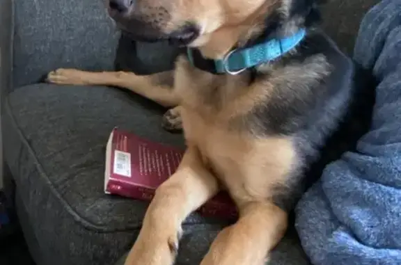 Lost German Sheppard Mix on Rutledge Dr, 3582