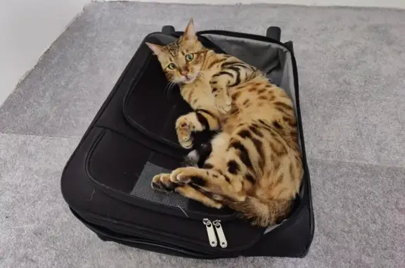 Animaux perdus Moret-Loing-et-Orvanne, photo: Chat Bengal perdu, Milan, Rue des Fossés 43