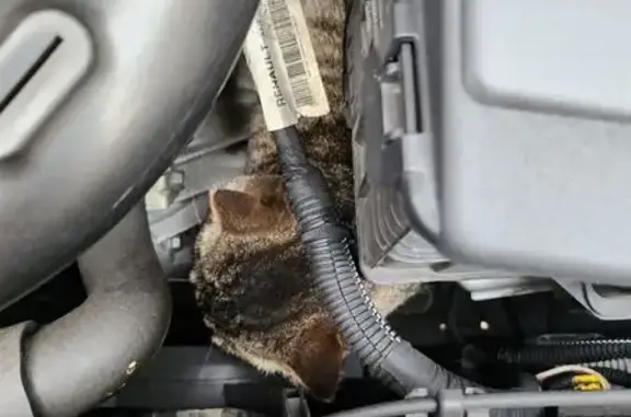 Chat mâle non castré trouvé, prostré, en bonne santé - photo