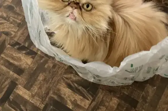 Lost Orange Persian Cat on Dale Ave, Toronto