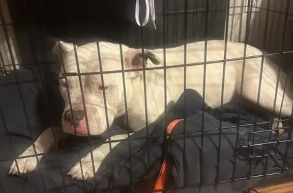 Found Gentle White Dog Near Hwy 111 & 3, IL