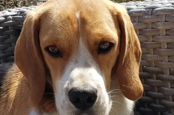 Chien perdu , photo : Beagle tricolore castré perdu à Landévennec