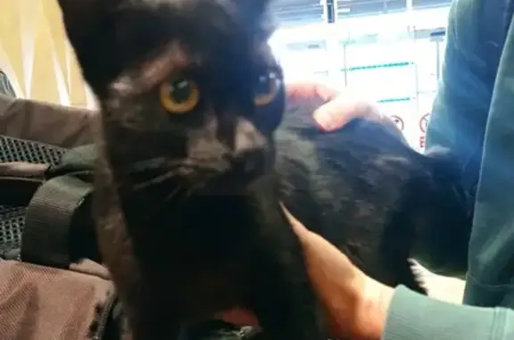 Petit chat noir trouvé à Tulle, non pucé - photo
