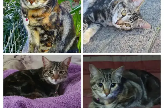 Missing Tortoiseshell Cat on Bottelary Rd