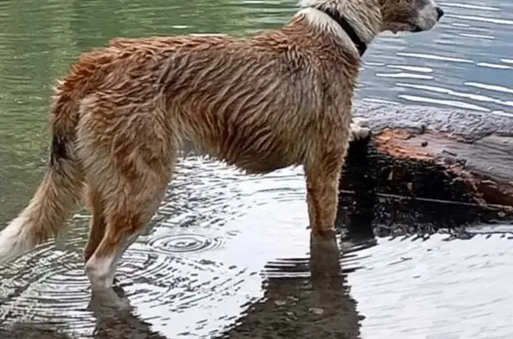 Chien perdu avec tache bleue, Place Victor Hugo - photo