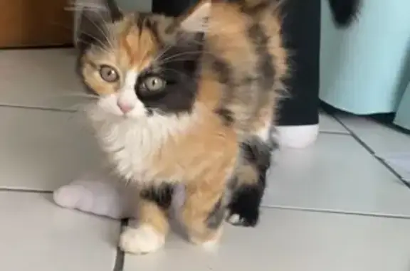 Chaton tricolore femelle trouvé à Bassens - photo
