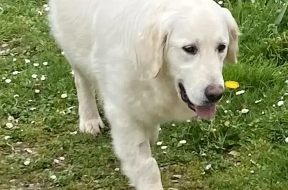 Chien perdu Reignac, photo : Golden Retrievers perdus à Reignac