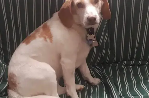 Missing Beagle: Lacy Last Seen in Eau Claire