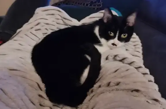 Animaux trouvés Petite-Rosselle, photo: Chat européen disparu, Esmée, Rue Wolwerth