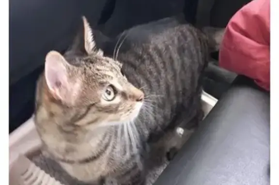 Chat gris tigré perdu à Léon, peureux et anxieux - photo