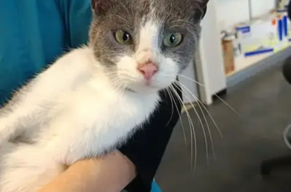 Chaton gris/blanc trouvé à Mayenne, aide recherchée - photo