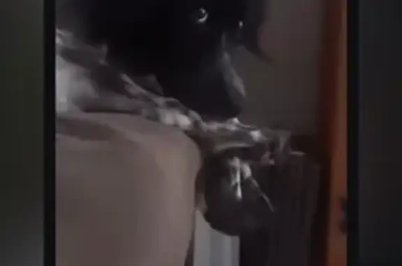 Chien croisé perdu à Le Teil, noir et blanc - photo