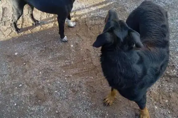 Chien errant trouvé à Rouy, lieu-dit le Taillis - photo