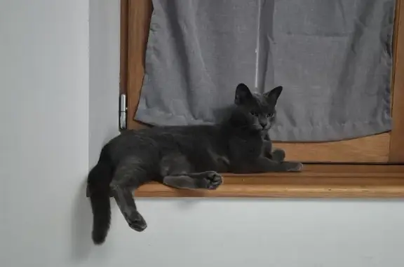 Animaux perdus L'Isle-Jourdain, photo: Chatte chartreuse perdue à L'Isle-Jourdain