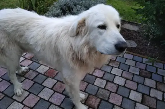 Chien Patou mâle trouvé à Buxières-les-Mines - photo