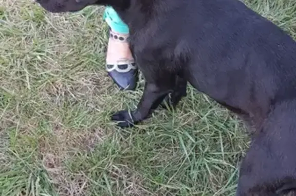 Animaux trouvés , photo: Jeune chienne noire trouvée à Châtel-Censoir