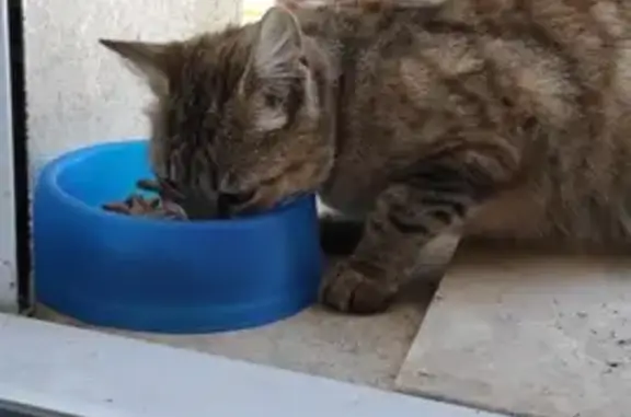 Chat trouvé , photo: Chatte tigrée grise trouvée à Ancenis
