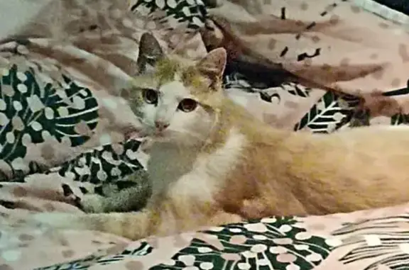 Animaux trouvés Decize, photo: Chat roux et blanc trouvé, mâle stérilisé