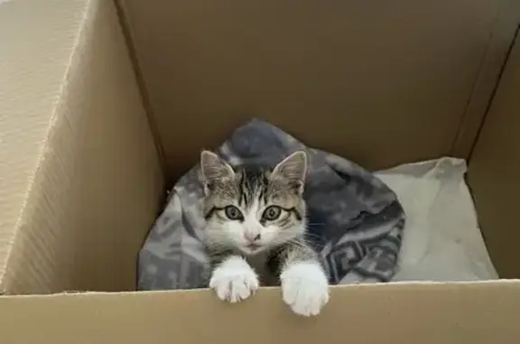 Chaton trouvé sous voiture à Marcq-en-Barœul - photo
