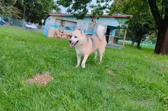 Chienne croisée husky trouvée à Bassens - photo
