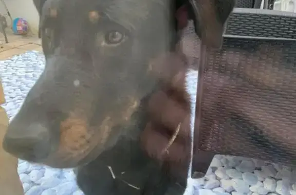 Chien trouvé obéissant à Mirambeau - photo