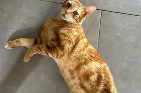 Animaux perdus La Valette-du-Var, photo: Chat roux 4 ans perdu à La Valette-du-Var