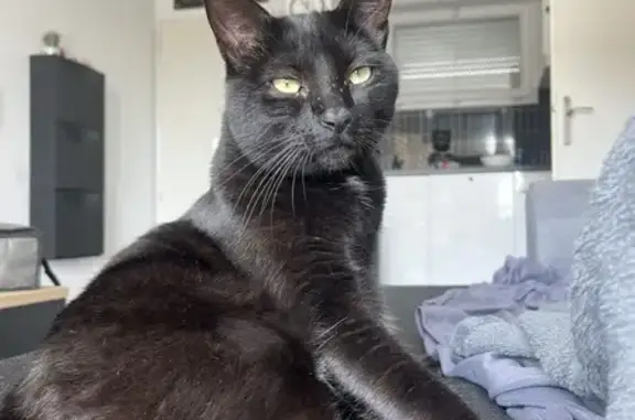 Chat Eros disparu à Saint-Orens-de-Gameville - photo