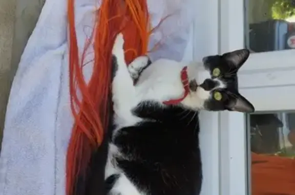 Animaux perdus Tours, photo: Chat disparu Boulevard Heurteloup, Tours
