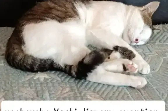Chat tombé du 4è étage, disparu à Cholet - photo