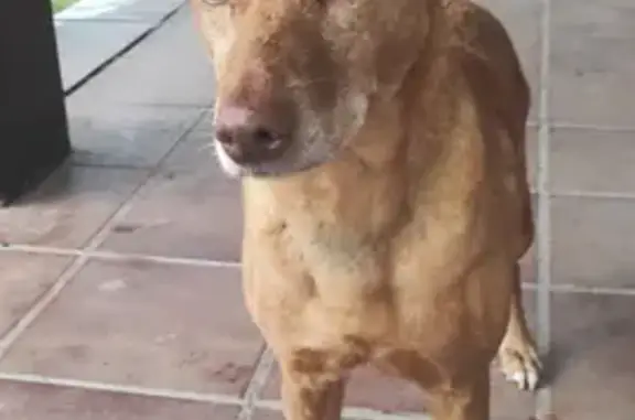 Perro Cariñoso de 7-8 Años Busca Hogar Urgente