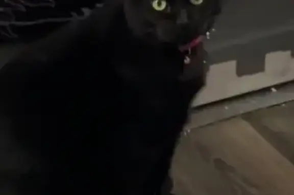 Lost Black Cat: Yellow Eyes, Pink Collar - 910