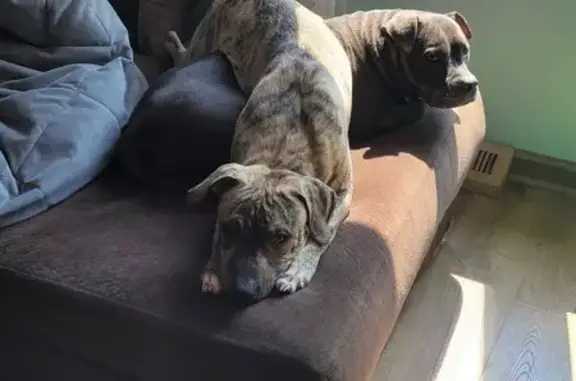 Lost Brindle Staffordshire Terrier, Saxeville