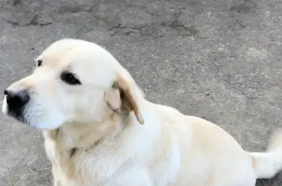 Lost Labrador | Find Missing Purebred Dogs | Pet911